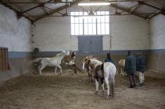 20160324_equitherapie_178.jpg