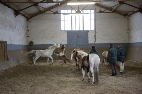 20160324_equitherapie_178.jpg
